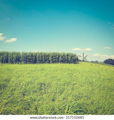 Plantation of Fodder Corn in Southern Bavaria, Germany, Instagram Effect