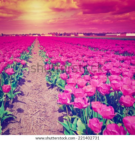 Dutch Tulips in the Field Ready for Harvest, Instagram Effect