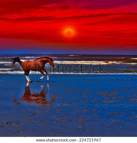 Dancing Horse on the North Sea Coast in Netherlands, Sunset
