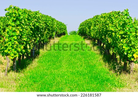 Ripe Grapes in the Autumn in Bordeaux, France
