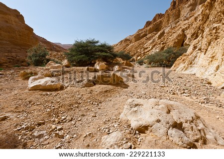 Green Trees in the Rocky Desert Canyon in Spring, Israel