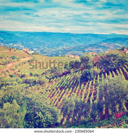 Vineyards on the Hills of Portugal in the Fall, Instagram Effect