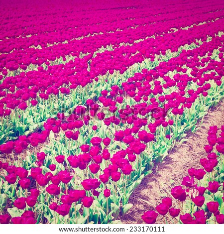 Holland Tulips in the Field Ready for Harvest, Instagram Effect