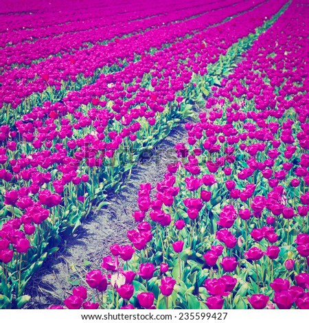 Dutch Tulips in the Field Ready for Harvest, Instagram Effect