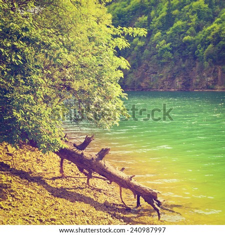Dry Fallen Tree on the Bank of the River in the Italian Alps, Instagram Effect