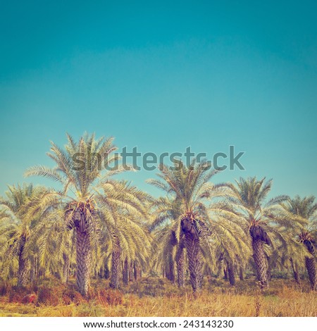 Plantation of Date Palms in the Jordan Valley, Israel, Instagram Effect