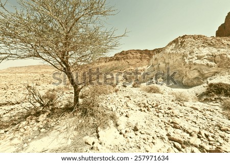Tree in the Judean Desert on the West Bank, Vintage Style Toned Picture
