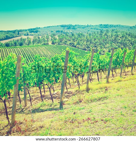 Hill of Tuscany with Vineyard in the Chianti Region, Instagram Effect
