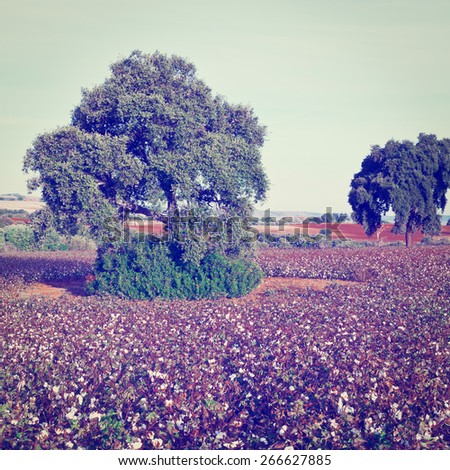 Ripe Cotton Bolls on Branch Ready for Harvests, Instagram Effect