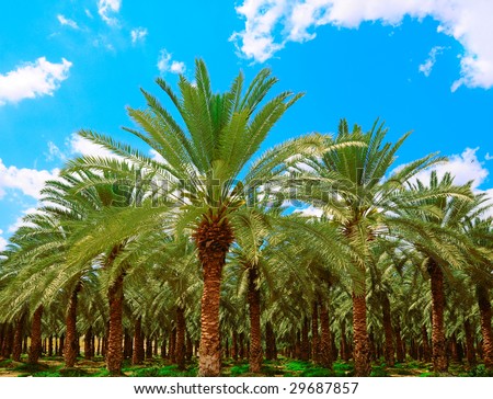 date palm leaves. source Judean+date+palm+