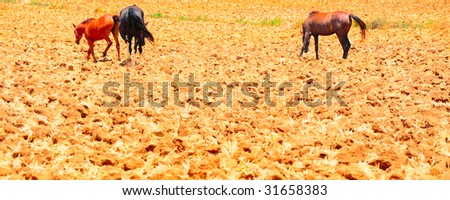 Three  Horses  Walking  On Freshly Plowed Field Ready For Cultivation.