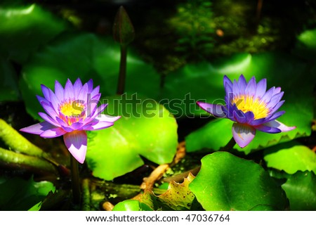 Blue Water Lily, nenuphar, In The Pond