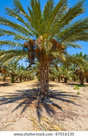 Plantation of Date Palms in the Jordan Valley, Israel