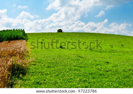 Plantation of Fodder Corn  and Wheat in Southern Bavaria, Germany
