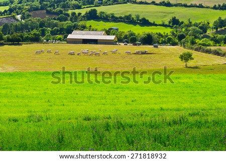 Cows and Bulls Grazing on Alpine Meadows in France