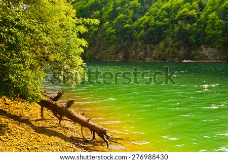 Dry Fallen Tree on the Bank of the River in the Italian Alps