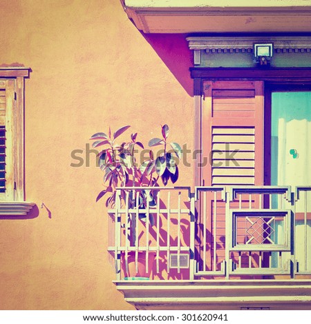 Rubber Plant on the Balcony of the Italian Home, Instagram Effect