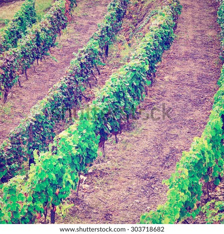 Vineyard on the Hills of Portugal, Instagram Effect