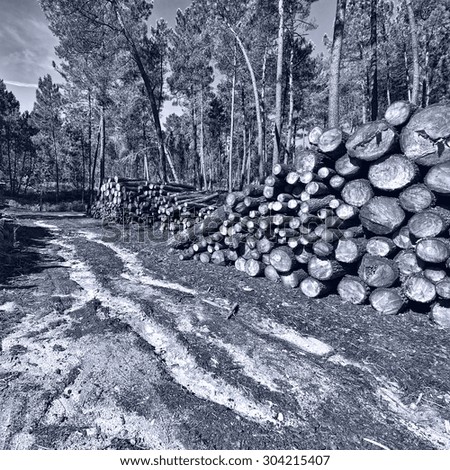 Logging in the Forest, Portugal, Retro Image Filtered Style