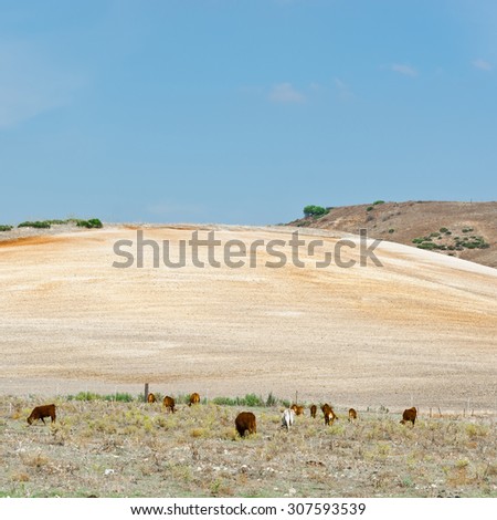 Pasture with Grazing Cows on the Background of Plowed Fields in Spain