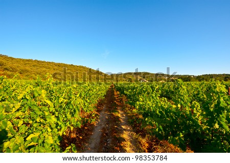 Young Vineyard in Southern France