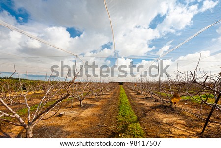  - stock-photo-almond-seedlings-sheltered-from-the-sun-israel-98417507