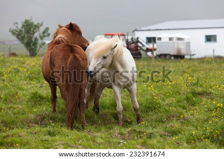 Icelandic horses play near the farm