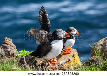 Two puffins on a cliff above the ocean, Iceland