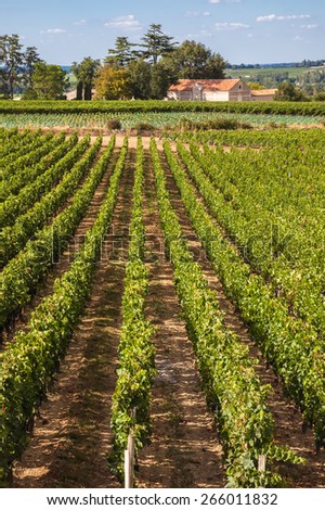 Vineyards of Saint Emilion, sunny day, Bordeaux