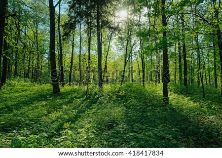Sunlight in a green forest. Fresh spring forest. Sunlight between forest trees. Sun beams through vivid green forest. Forest field. Forest trees. Forest view in a daylight. Summer forest. Green forest