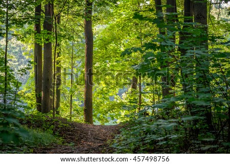 Bright green forest natural walkway in sunny day light. Sunshine forest trees. Sun through vivid green forest. Peaceful forest trees with sunlight. Forest in light. Summer forest. Green forest nature