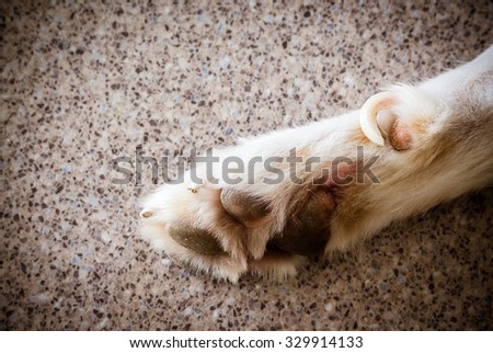Dog feet and legs