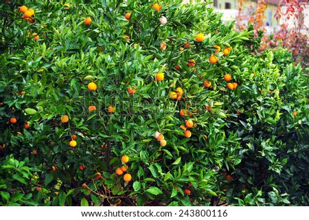 Orange fruit tree background. Orange fruit tree growing. Tree growing background.