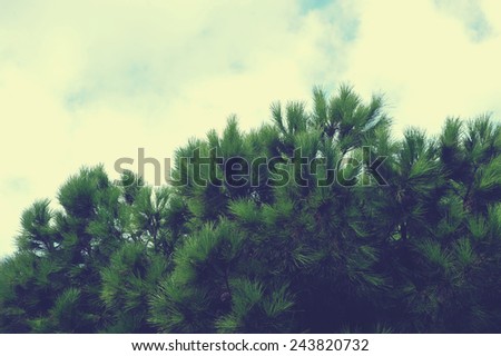 Pine tree branch with leaves on sky. Sky and trees sihouette. Pine tree branches silhouette.