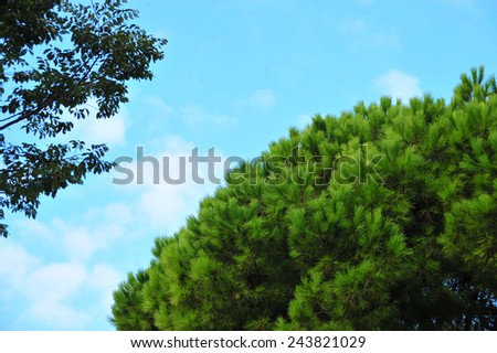 Pine tree branch with leaves on sky. Sky and trees sihouette. Pine tree branches silhouette