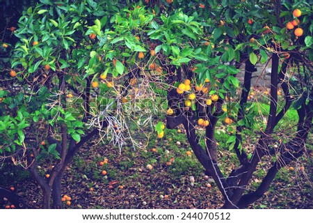 Fallen orange fruit on the ground. Fallen leaves and fruits. Fallen orange fruit background.