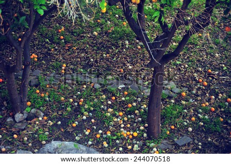 Fallen orange fruit on the ground. Fallen leaves and fruits. Fallen orange fruit background.