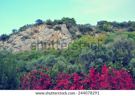 Beautiful colorful landscape. Flowers beautiful colorful landscape background. Nature background with beautiful view, red and velvet flowers, green leaves.