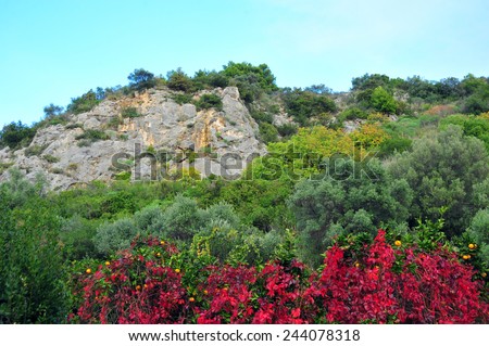 Beautiful colorful landscape. Flowers beautiful colorful landscape background. Nature background with beautiful view, red and velvet flowers, green leaves.