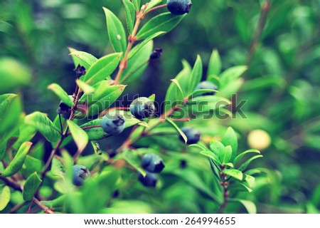 Honeysuckle berries growing on the green branch wirh bright green leaves, leafs. Blue fresh berries on green plant. Plant shoot with blue berries and green leafs. Nature garden with branch and leaves.