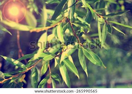 Willow green tree branches with leaves and sun rays. Nature landscape background, nature tree branches view. Tree green leaves close up.