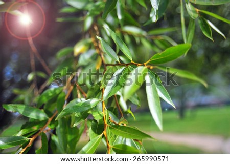Willow green tree branches with leaves and sun rays. Nature landscape background, nature tree branches view. Tree green leaves close up.