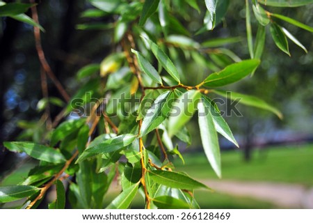 Willow green tree branches with leaves and view nature. Nature landscape background, nature tree branches view. Tree green leaves close up. Sunny weather and green willow branches with green leafs.