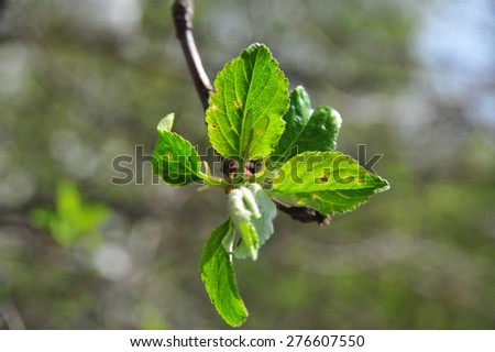 Apple tree branch. Apple tree growing, the green branch with bright green leaves, leafs. Green spring plant. Plant shoot green leafs. Nature garden with branch and leaves. Apple tree growing up.