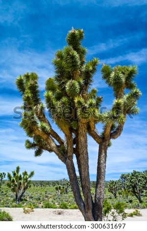U.S.A. California, the Joshua trees in the Mojave National Reserve near the Route 66