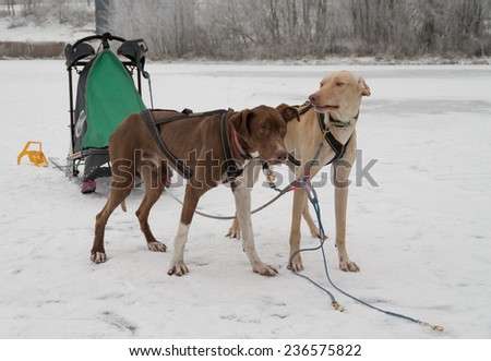 two dogs harnessed to sports harnesses snowdogs, resting after training run