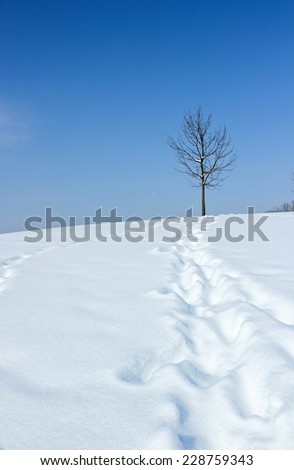 One lonely tree on top of a snowy hill.