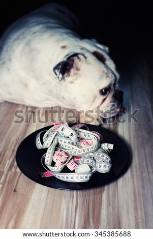 Plate filled with measuring tapes in front of a dog, diet concept, overweight pets