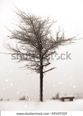 Isolated tree in the snow