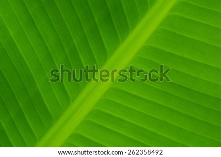 Detail of banana palm leaf./banana leaf vein .